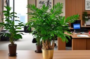 祥龙添绿意，旺运又生财—76年属龙者办公室植物摆放风水指南