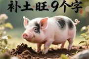 猪补土最旺的9个字
