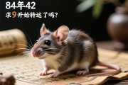 84年鼠42岁开始转运了吗？解析属鼠人的中年运势与人生转折