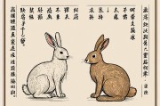 木兔命是什么命，探析中国传统命理中的木兔年命运