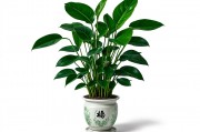 属虎最吉利的绿植，招财纳福的绿色守护者