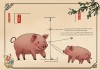属猪适合去什么方向？探寻生肖与方位的奇妙联系