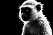 猴子脾气为什么很暴躁，从进化、环境与行为学的角度解析