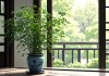 最旺属鼠人的绿植，打造家居风水与自然和谐的秘密武器